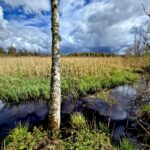 Homepage wetland life