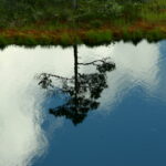 Homepage pine tree reflection