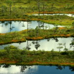 Homepage multiple bog ponds