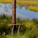 Homepage Small seat under pine tree