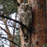 Homepage observant owl